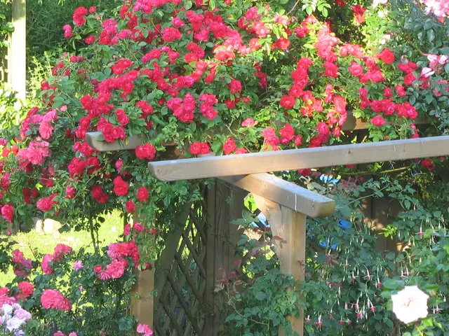 Landscaper consistently paints fences in small gardens with an unexpected hue - Find out the reason...