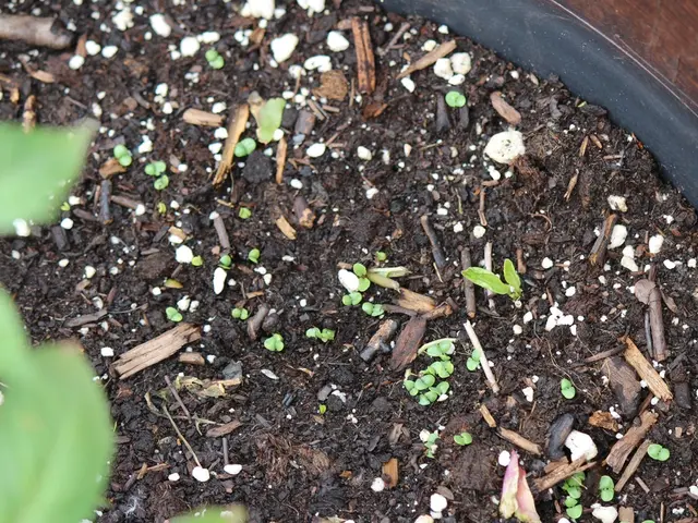 Guide for New Gardeners: Assessing Soil Quality Before Planting