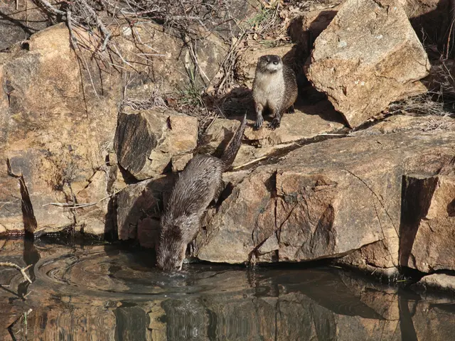 Nature Stroll Through Wildlife Haven