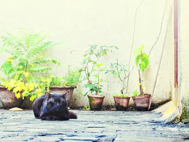 Cat Safety Alert: Is Peace Lily Harmful to Feline Friends? Essential Info