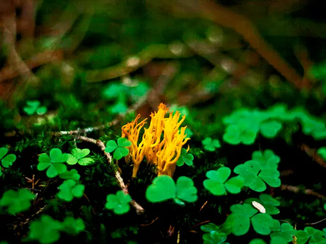 Swapping Soil for Vigorous Clone Plant Roots - A Guide to Successful Transplantation