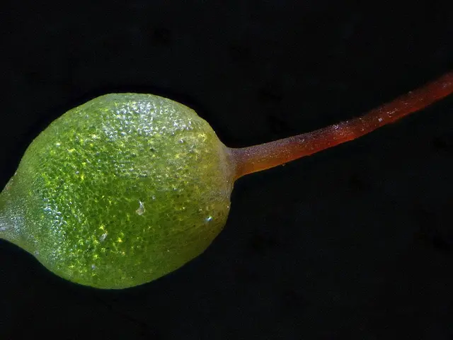 A Guide to Recognizing the Aromatic Herb Lemongrass in Your Garden Setting