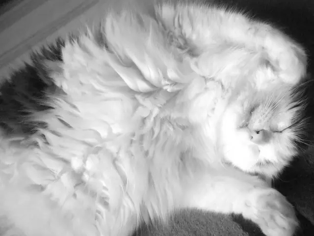 Top 32 Feline Species Known for Snoozing the Most