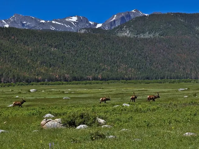 Unbelievable oceanic sight: Drone images reveal a seldom-spotted marine beast featuring an...