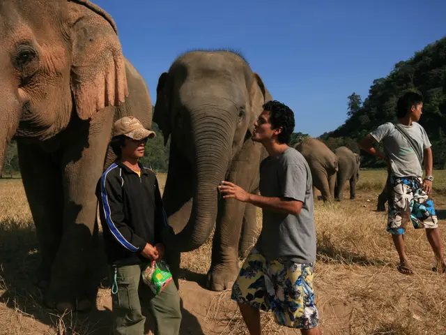 The reason behind the non-interbreeding of majestic elephants within Samburu's Reteti Elephant...