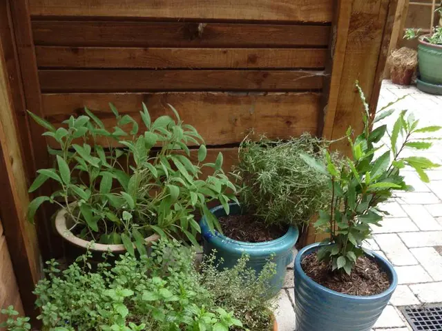 Affordable Fencing Solutions for Creating an Attractive and Secluded Backyard