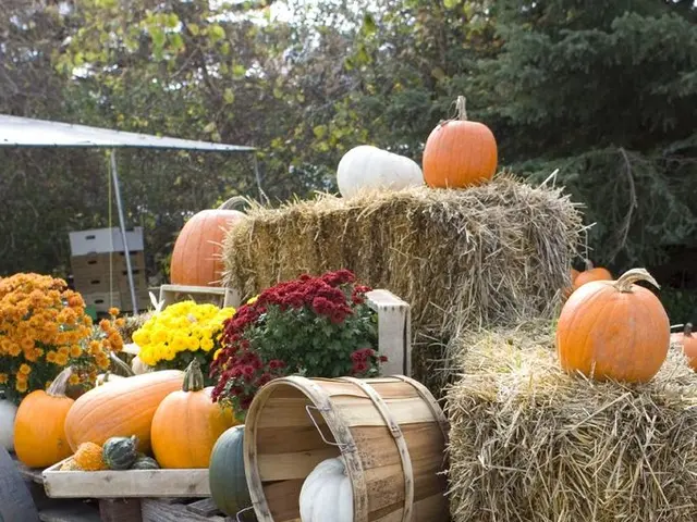 Festival of pumpkins celebrated by the Benett family.