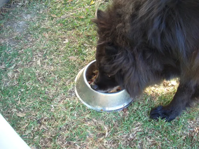 Kashmir Anz Geese: Affordable, Profitable, and Resilient Goose Variety Fostering Financial Growth...