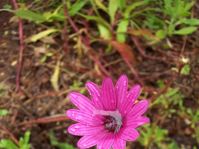 Growing the Elusive Ghost Orchid: A Guide to Cultivating this Uncommon and Enchanting Blooms