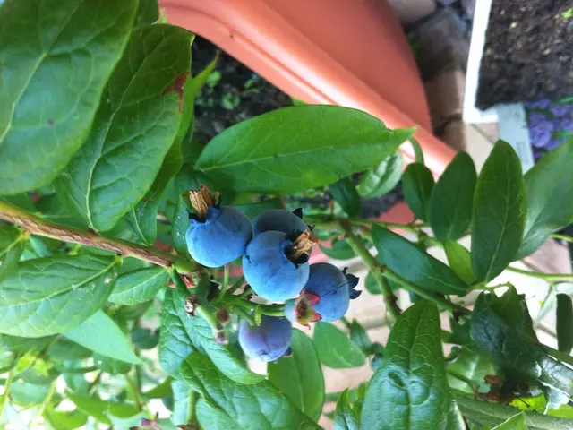 Cultivating Blueberries in Your Personal Garden Expansion
