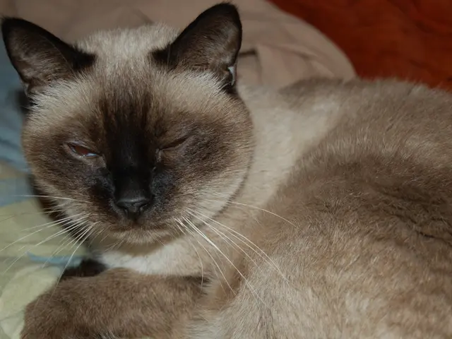 Attempting to have your feline companion sleep peacefully throughout the night? Embrace this...