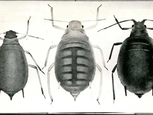 Holiday destinations in Spain are currently grappling with a severe outbreak of disease.