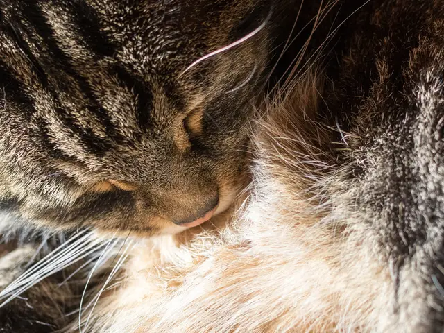Feline Headbutting: Understanding the Message Behind the Latin Dance Move