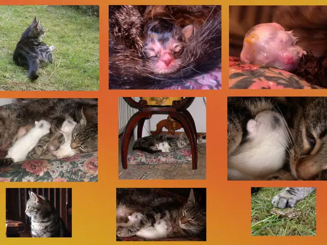 Humorous Creatures Providing a Mood Boost