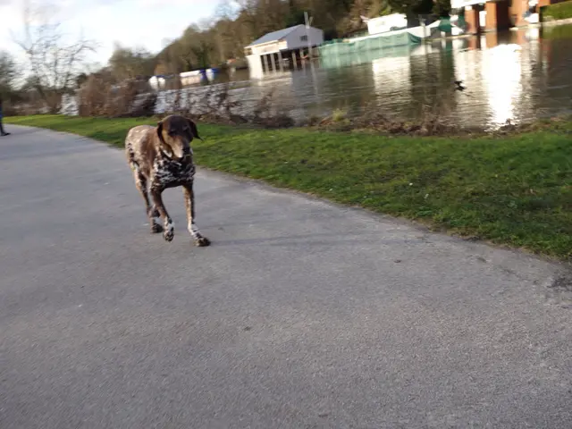 Lübeck's Canine Companion #17: A Health Update on the City's Beloved Pet Dog