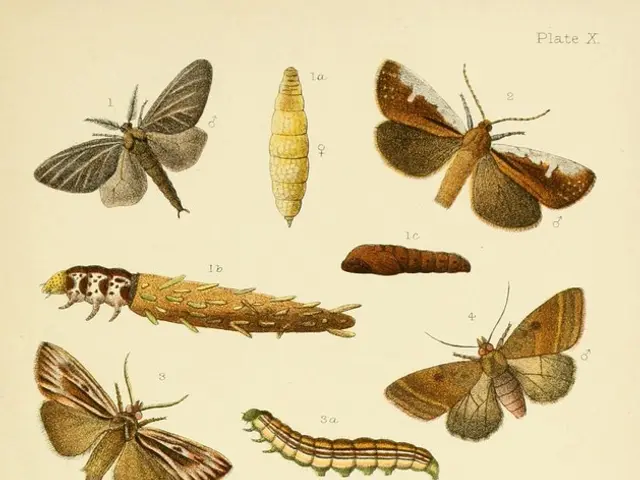 Unveiling a Peek into the World of Moths: Exploring the Vast Diversity of Over 160,000 Species