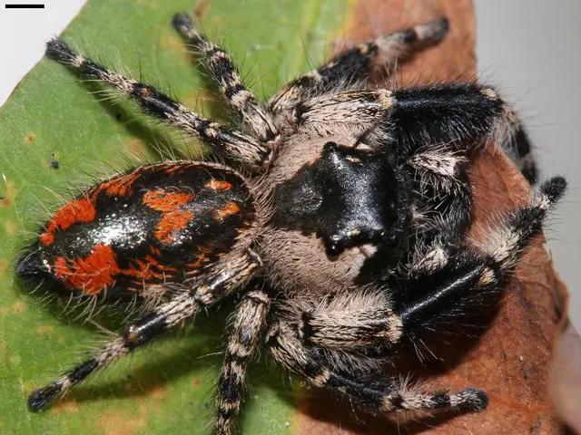 Indoor Plant Pest Threat: Spider Tick and Strategies for Elimination