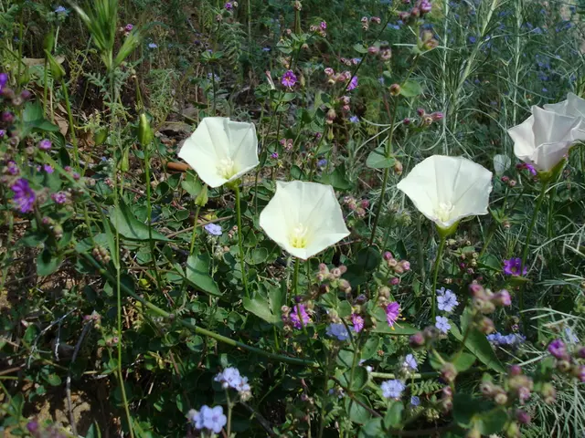 Guiding Allium Plant Growth: Techniques for Regulating Flowering Onions