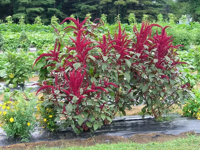 Steer Clear of these 7 Mulching Errors to foster Stronger, Thrivable Vegetation