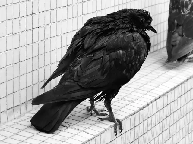 Vibrant avians escort pedestrians as they traverse towards the urban park