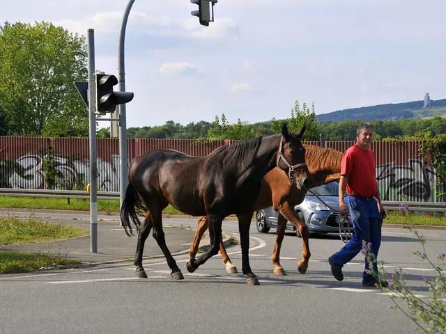 Guidelines for Securely Navigating Roadways with Horses