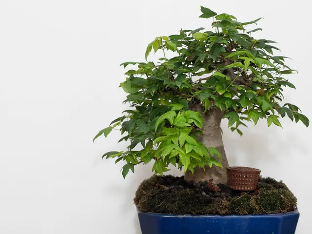 Frequencies of Bonsai Repotting: Deciphering Growth Speeds Based on Species