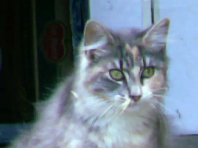 Exploring alternatives to a cat door? Discover 5 options that won't harm your home's interior.