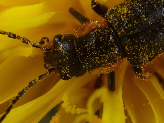 Discovering and Utilizing Speedwell: A Guide