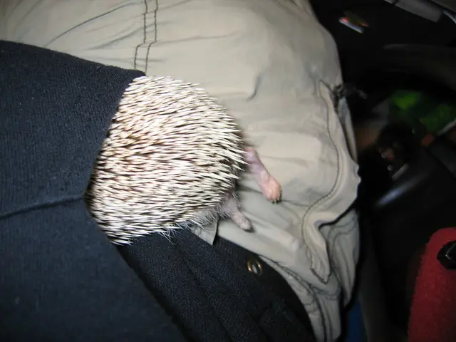 Fashionable Functionality of the Essentials Hoodie: A Look at Its Variety and Chic Appeal