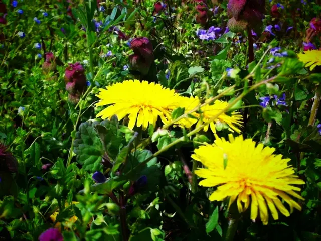Blooming Yellow Annuals to Cultivate During Summer Season