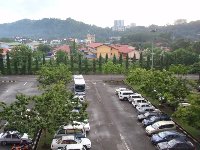 Maintenance work on the trees in front of the town hall commences on the 1st of September