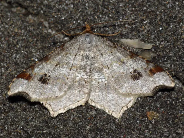 Crucial Advice for Homeowners: Properly Maintaining Crawl Spaces