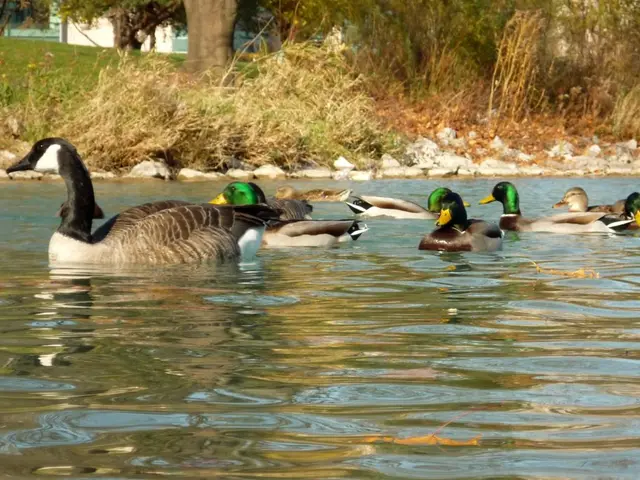 Struggle Within an Icelandic Town to Protect Newborn Puffins