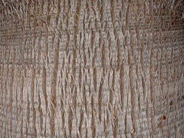 This image consists of a tree.