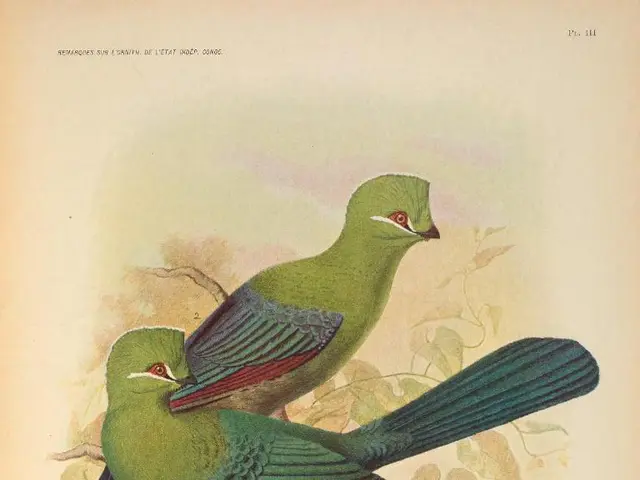 It is a page inside a book and there are two beautiful birds painted on the paper. Both the birds...