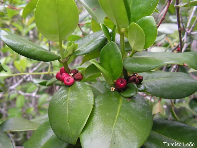In this picture I can see few trees with fruits and I can see text at the bottom right corner of...