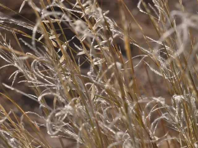 In this image there is dry grass.