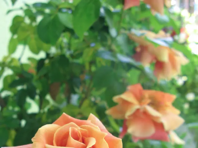 This image consists of rose plants on the ground which is taken during a day may be in a garden.