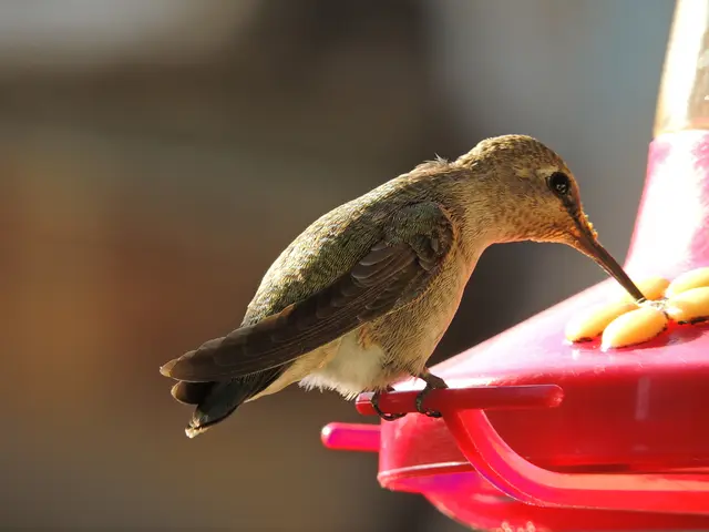 In this picture we can see a bird standing on an object and seems to be eating some yellow color...